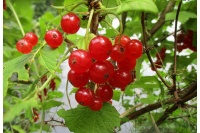 groseillier_a_grappes_rovada_-_ribes_rubrum_-_pepiniere_alsace_vegetal_local_bio_-_fruits