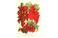 Groseillier à grappes 'Rolan' - Ribes rubrum - Haie champetre  - Pepiniere Alsace - Vegetal Local Nord Est - Bio - Jardin forêt comestible - fruitier - permaculture