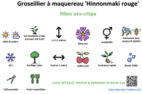 groseillier_a_maquereau_hinnonmaki_rouge _ résumé
