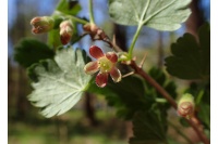 Groseillier à maquereau 'Hinnonmaki rouge' - Ribes uva-crispa  - Haie champetre  - Pepiniere Alsace - Vegetal Local Nord Est - Bio - Jardin forêt comestible - fruitier - permaculture