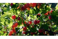 Groseillier à maquereau 'Hinnonmaki rouge' - Ribes uva-crispa  - Haie champetre  - Pepiniere Alsace - Vegetal Local Nord Est - Bio - Jardin forêt comestible - fruitier - permaculture