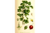 Groseillier à maquereau 'Hinnonmaki rouge' - Ribes uva-crispa  - Haie champetre  - Pepiniere Alsace - Vegetal Local Nord Est - Bio - Jardin forêt comestible - fruitier - permaculture