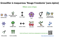 groseillier_a_maquereau_rouge_freedonia_sans_epine _ résumé