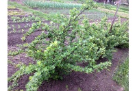 Groseillier à maquereau 'Rouge Freedonia' (sans épine) - Ribes uva-crispa  - Haie champetre  - Pepiniere Alsace - Vegetal Local Nord Est - Bio - Jardin forêt comestible - fruitier - permaculture