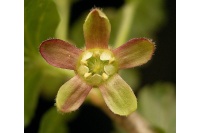 Groseillier à maquereau 'Rouge Freedonia' (sans épine) - Ribes uva-crispa  - Haie champetre  - Pepiniere Alsace - Vegetal Local Nord Est - Bio - Jardin forêt comestible - fruitier - permaculture