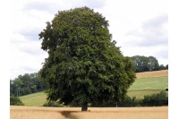Hêtre commun - Fagus sylvatica - Haie champetre  - Pepiniere Alsace - Vegetal Local Nord Est - Bio - Jardin forêt comestible - fruitier - permaculture
