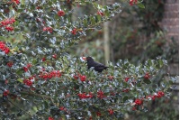 Houx commun - Ilex aquifolium - Haie champetre  - Pepiniere Alsace - Vegetal Local Nord Est - Bio - Jardin forêt comestible - fruitier - permaculture
