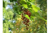 Idésia - Idesia polycarpa  - Haie champetre  - Pepiniere Alsace - Vegetal Local Nord Est - Bio - Jardin forêt comestible - fruitier - permaculture