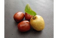 Jujubier commun - Ziziphus jujuba  - Haie champetre  - Pepiniere Alsace - Vegetal Local Nord Est - Bio - Jardin forêt comestible - fruitier - permaculture