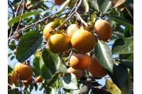 kaki_-_plaqueminier_-_diospyros_kaki_-_pepiniere_alsace_vegetal_local_bio_-_fruits_et_feuilles
