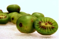 Kiwaï 'Geneva' - Actinidia arguta   - Haie champetre  - Pepiniere Alsace - Vegetal Local Nord Est - Bio - Jardin forêt comestible - fruitier - permaculture