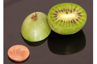Kiwaï 'Maki' - Actinidia arguta - Haie champetre  - Pepiniere Alsace - Vegetal Local Nord Est - Bio - Jardin forêt comestible - fruitier - permaculture
