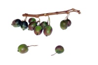 Kiwaï 'Red one' - Actinidia arguta - Haie champetre  - Pepiniere Alsace - Vegetal Local Nord Est - Bio - Jardin forêt comestible - fruitier - permaculture