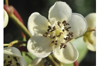Kiwaï 'Weiki' - Actinidia arguta - Haie champetre  - Pepiniere Alsace - Vegetal Local Nord Est - Bio - Jardin forêt comestible - fruitier - permaculture