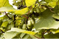 Kiwi arctique - Actinidia kolomikta - Haie champetre  - Pepiniere Alsace - Vegetal Local Nord Est - Bio - Jardin forêt comestible - fruitier - permaculture
