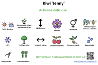 kiwi_jenny _ résumé