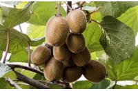 Kiwi ‘Jenny’ - Actinidia deliciosa - Haie champetre  - Pepiniere Alsace - Vegetal Local Nord Est - Bio - Jardin forêt comestible - fruitier - permaculture