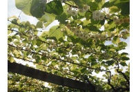 Kiwi ‘Jenny’ - Actinidia deliciosa - Haie champetre  - Pepiniere Alsace - Vegetal Local Nord Est - Bio - Jardin forêt comestible - fruitier - permaculture