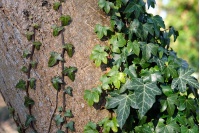Lierre grimpant - Hedera helix - Haie champetre  - Pepiniere Alsace - Vegetal Local Nord Est - Bio - Jardin forêt comestible - fruitier - permaculture