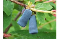 Chèvrefeuille comestible – Baie de mai ‘Blue velvet’ - Lonicera kamtchatika - Haie champetre  - Pepiniere Alsace - Vegetal Local Nord Est - Bio - Jardin forêt comestible - fruitier - permaculture