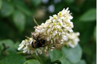 Maackie de l’Amour - Maackia amurensis - Haie champetre  - Pepiniere Alsace - Vegetal Local Nord Est - Bio - Jardin forêt comestible - fruitier - permaculture