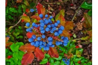 Mahonia à feuilles de houx - Berberis aquifolium - Haie champetre  - Pepiniere Alsace - Vegetal Local Nord Est - Bio - Jardin forêt comestible - fruitier - permaculture
