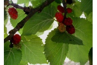 Mûrier rouge 'Illinois Everbearing' - Morus rubra - Haie champetre  - Pepiniere Alsace - Vegetal Local Nord Est - Bio - Jardin forêt comestible - fruitier - permaculture