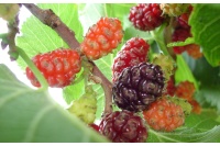 Mûrier noir - Morus nigra - Haie champetre  - Pepiniere Alsace - Vegetal Local Nord Est - Bio - Jardin forêt comestible - fruitier - permaculture