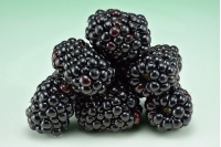 Mûrier noir – Ronce sans épine - Rubus fruticosus 'Black Satin' - Haie champetre  - Pepiniere Alsace - Vegetal Local Nord Est - Bio - Jardin forêt comestible - fruitier - permaculture