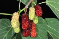 Mûrier rouge - Morus rubra - Haie champetre  - Pepiniere Alsace - Vegetal Local Nord Est - Bio - Jardin forêt comestible - fruitier - permaculture