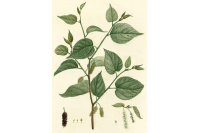 Mûrier rouge - Morus rubra - Haie champetre  - Pepiniere Alsace - Vegetal Local Nord Est - Bio - Jardin forêt comestible - fruitier - permaculture