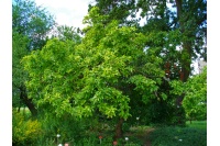 Néflier - Crataegus germanica - Haie champetre  - Pepiniere Alsace - Vegetal Local Nord Est - Bio - Jardin forêt comestible - fruitier - permaculture