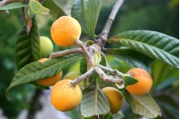 Néflier du Japon - Eriobotrya japonica - Haie champetre  - Pepiniere Alsace - Vegetal Local Nord Est - Bio - Jardin forêt comestible - fruitier - permaculture