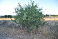 Nerprun purgatif - Rhamnus cathartica - Haie champetre  - Pepiniere Alsace - Vegetal Local Nord Est - Bio - Jardin forêt comestible - fruitier - permaculture