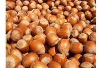 Noisetier - Corylus avellana - Haie champetre  - Pepiniere Alsace - Vegetal Local Nord Est - Bio - Jardin forêt comestible - fruitier - permaculture