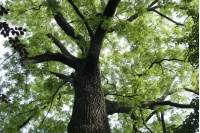 Noyer noir - Juglans nigra - Haie champetre  - Pepiniere Alsace - Vegetal Local Nord Est - Bio - Jardin forêt comestible - fruitier - permaculture