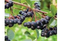 aronie_a_feuille_de_prunier_Nero_aronia_prunifolia_Nero_Haie champetre  - Pepiniere Alsace - Vegetal Local Nord Est- Bio - Jardin forêt comestible - fruitier - permaculture