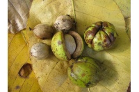 Pacanier rugueux - Caryer ovale - Carya ovata - Haie champetre  - Pepiniere Alsace - Vegetal Local Nord Est - Bio - Jardin forêt comestible - fruitier - permaculture