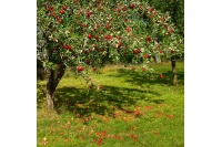 pepiniere_alsace_vegetal_local_bio_-_fruits