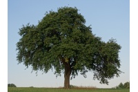 Poirier sauvage - Pyrus communis subsp. Pyraster  - Haie champetre  - Pepiniere Alsace - Vegetal Local Nord Est - Bio - Jardin forêt comestible - fruitier - permaculture