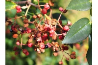 Poivre du Sichuan - Zanthoxylum simulans - Haie champetre  - Pepiniere Alsace - Vegetal Local Nord Est - Bio - Jardin forêt comestible - fruitier - permaculture