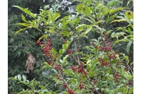 Poivre du Timut - Zanthoxylum armatum - Haie champetre  - Pepiniere Alsace - Vegetal Local Nord Est - Bio - Jardin forêt comestible - fruitier - permaculture