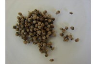 Poivrier des moines - Vitex agnus castus - Haie champetre  - Pepiniere Alsace - Vegetal Local Nord Est - Bio - Jardin forêt comestible - fruitier - permaculture