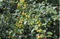 Pommier sauvage - Malus sylvestris - Haie champetre  - Pepiniere Alsace - Vegetal Local Nord Est - Bio - Jardin forêt comestible - fruitier - permaculture