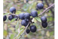 Prunellier - Prunus spinosa - Haie champetre  - Pepiniere Alsace - Vegetal Local Nord Est - Bio - Jardin forêt comestible - fruitier - permaculture