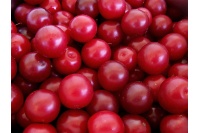 Prunier myrobolan - Prunus cerasifera myrobolana - Haie champetre  - Pepiniere Alsace - Vegetal Local Nord Est - Bio - Jardin forêt comestible - fruitier - permaculture