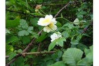 Rosier des champs - Rosa arvensis - Haie champetre  - Pepiniere Alsace - Vegetal Local Nord Est - Bio - Jardin forêt comestible - fruitier - permaculture
