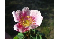 Rosier pimprenelle - Rosa spinosissima - Haie champetre  - Pepiniere Alsace - Vegetal Local Nord Est - Bio - Jardin forêt comestible - fruitier - permaculture