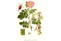 Rosier rouillé - Rosa rubiginosa - Haie champetre  - Pepiniere Alsace - Vegetal Local Nord Est - Bio - Jardin forêt comestible - fruitier - permaculture