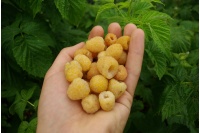 Framboisier 'Fall gold' - Rubus idaeus  - Haie champetre  - Pepiniere Alsace - Vegetal Local Nord Est - Bio - Jardin forêt comestible - fruitier - permaculture